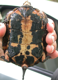 Spotted Turtle
